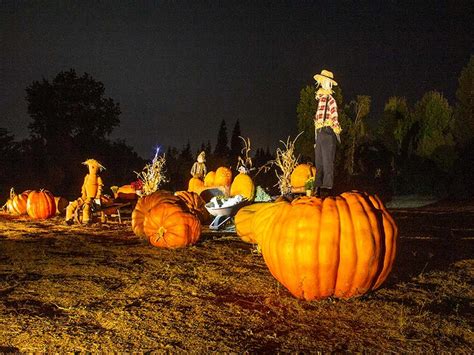 The great pumpkin patch | It's about flowers | Linda Fuller