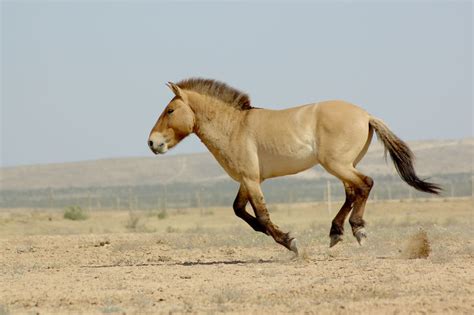 Conservation - Behavioural ecology and conservation