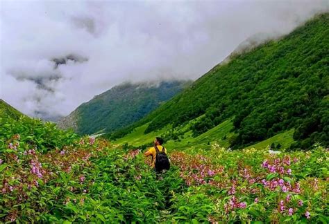 The Valley of Flowers - An Indian paradise in the Himalayas