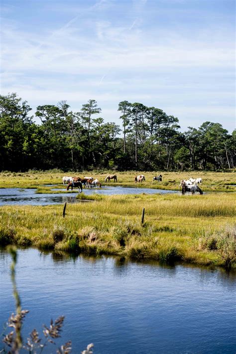 Chincoteague Island ponies celebrate 100 years of fame with annual Pony Swim - The Liberty Champion