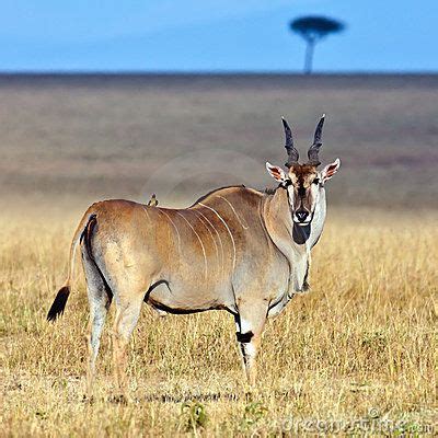 African Savanna Herbivores - Pets Lovers