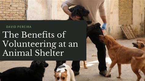 The Benefits of Volunteering at an Animal Shelter