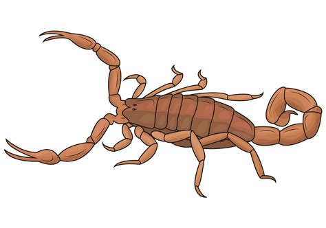 scorpion clipart - Clip Art Library