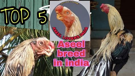 Most beautiful aseel breeds in india|top 5 parrot beak long tail aseel breeds|Aseel murga ...