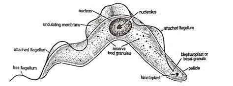 Morphology of Trypanosoma gambiense | Diagram - Swarborno