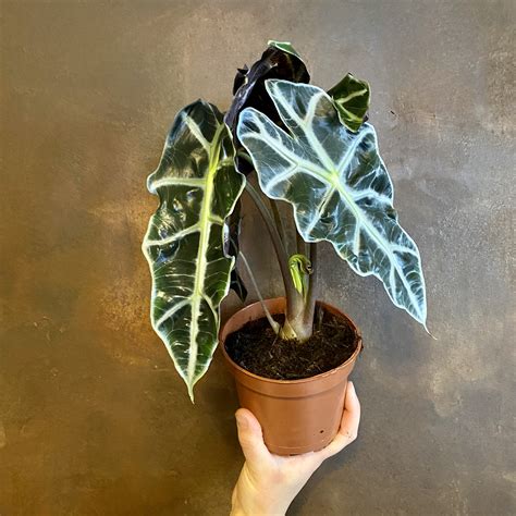 Alocasia x amazonica ‘Polly’ - grow urban.