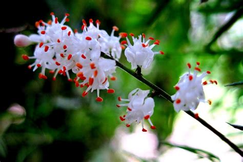 Asparagus Fern Flowers | Project Noah