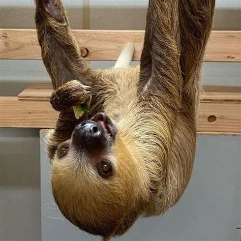 Hoffman's Two Toed Sloth