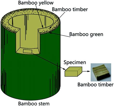 1000+ images about Bamboo Anatomy on Pinterest | The grass, Composition and Phyllostachys nigra