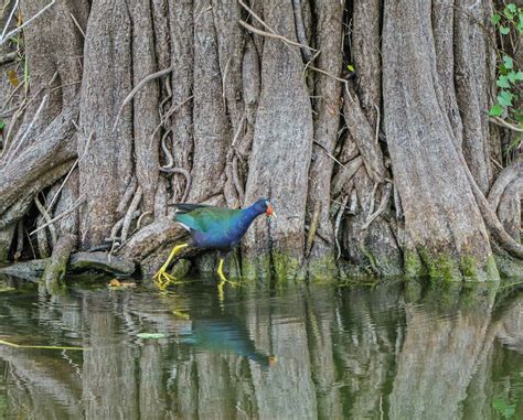 Purple gallinule (Porphyrula martinica) in mangrove swamp. Everglades National Park, Florida ...