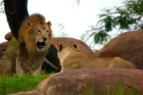 TouringPlansTV: Kilimanjaro Safaris Ride-Through at Disney's Animal ...