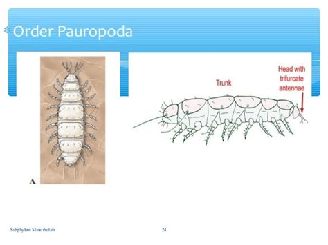 Subphylum mandibulata (By: J.Q)