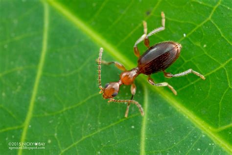 Ant-mimic beetle (Anthicidae) - DSC_7415 | Not an ant.. not … | Flickr