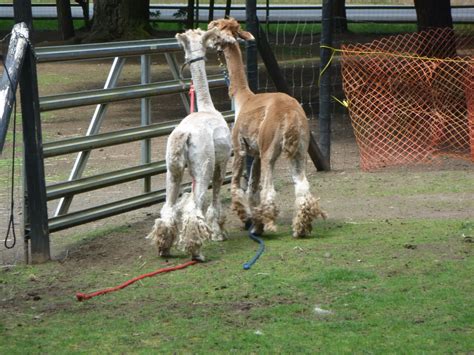 Gabriola Musing: Alpaca Shearing for Lightning, Corduroy and Freddy