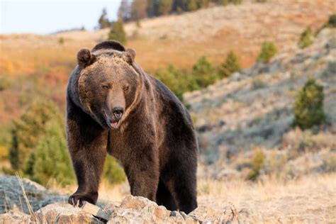 Which State Has the Most Fatal Bear Attacks? - A-Z Animals