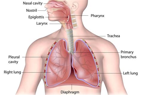 Yoga Teacher Central » For Yoga Teachers – Respiratory System Anatomy / The Anatomy of Breathing ...