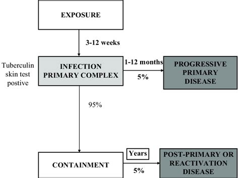 Natural history of tuberculosis. | Download Scientific Diagram