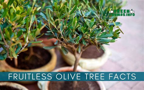 Fruitless Olive Trees | 7 Things you need to know!