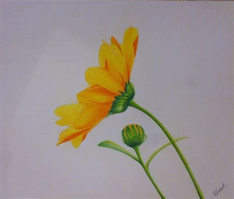 Easy Colour Pencil Drawings Easy ... | Flower drawings with color, Flower drawing, Flower ...