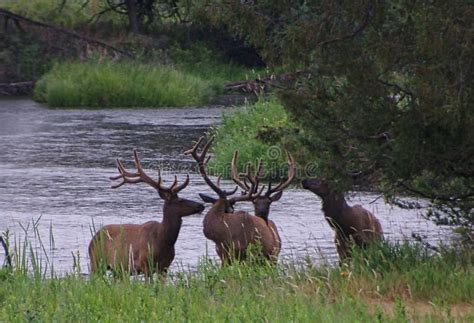 Rocky Mountain Elk stock image. Image of mountain, hunting - 137061733