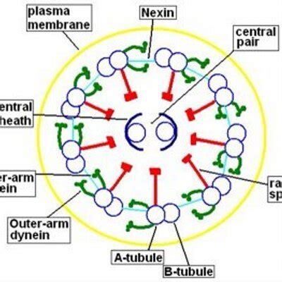 Axoneme