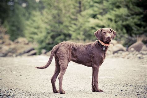 Chesapeake Bay Retriever - Full Profile, History, and Care