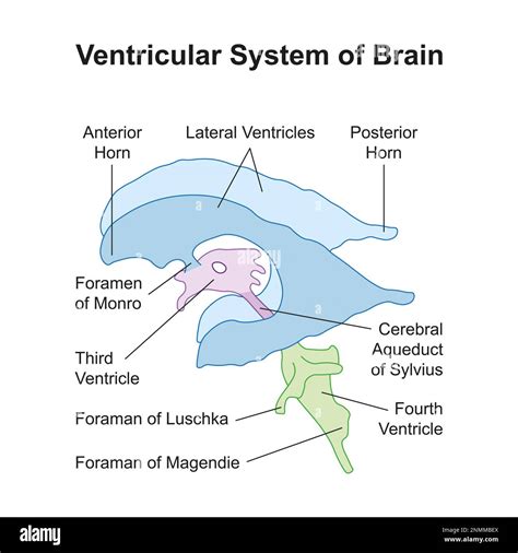 Fourth ventricle and cerebral aqueduct Cut Out Stock Images & Pictures ...