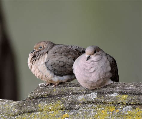 Gray Dove Symbolism: Meaning and Significance