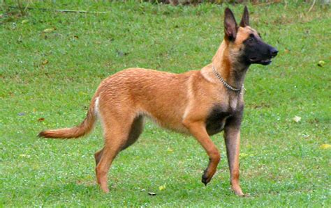 Belgian Malinois: A Comprehensive Guide to This Remarkable Dog Breed - All Big Dog Breeds