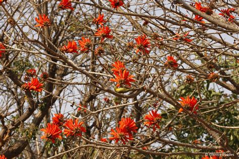 Erythrina lysistemon – PLANTBOOK