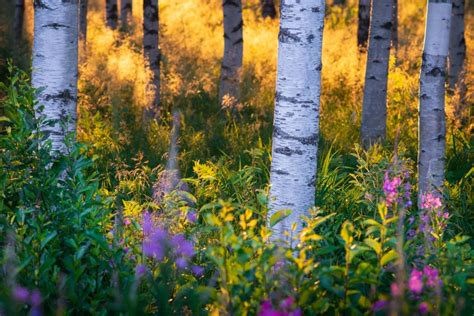 Summer to winter – FINLAND, NATURALLY