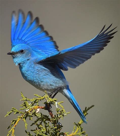 Azulejo de las montañas (Sialia currucoides) | Pet birds, Blue bird ...