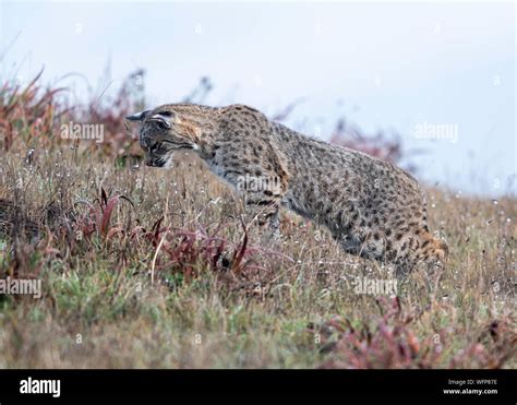 Bobcat california hi-res stock photography and images - Alamy