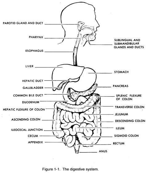 Draw A Diagram Of Digestive System