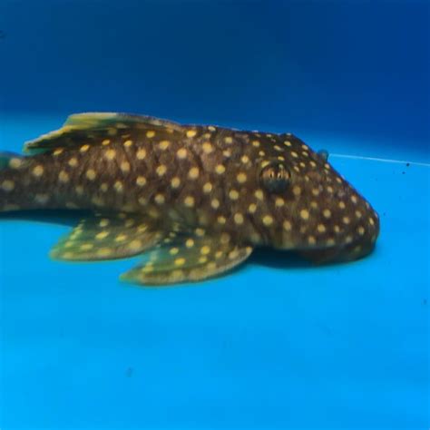 Gold nugget pleco for sale - Exotic Fish Shop - 774-400-4598