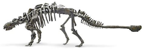 Euoplocephalus | Euoplocephalus Facts | DK Find Out