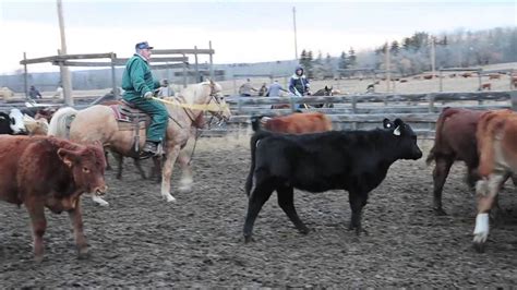 Annual cattle roundup - YouTube