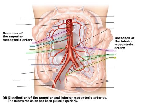 Distribution of the superior & inferior mesenteric arteries Diagram | Quizlet