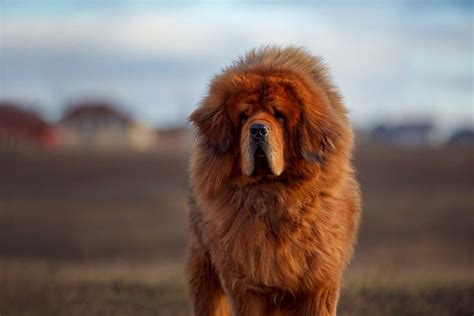 Tibetan Mastiff Pros And Cons - Barking | Guardian | Drool | Loyal