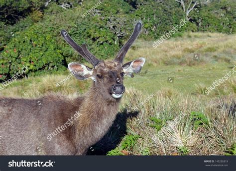 Sambar Deer Sri Lanka Horton Plains Stock Photo (Edit Now) 145230319