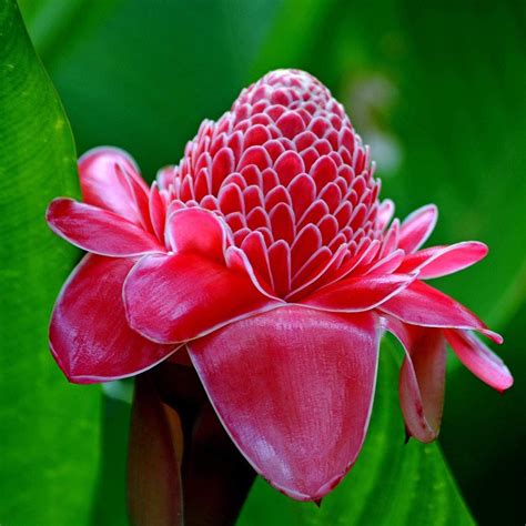 Red Torch Ginger Plant etlingera Elatior 'red' Seeds - Etsy