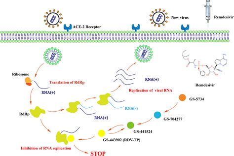 Frontiers | Remdesivir in treating hospitalized patients with COVID-19: A renewed review of ...