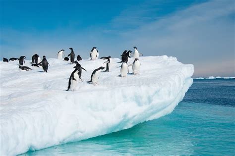 Adelie Penguins Jumping from Iceberg Stock Photo - Image of aquamarine, penguins: 26732972