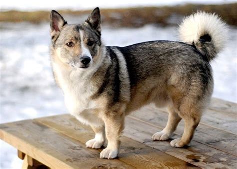 Meet the Corgsky: Corgi Husky Mix | PetsHotSpot.com