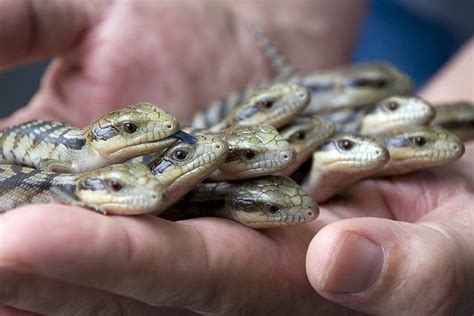 A clutch of baby Blue Tongue Skinks (photo: urbanmenagerie) BTSs are an ...