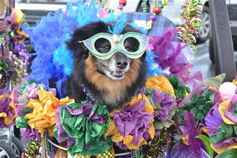 Helen Woodward Animal Center Dog Mardi Gras Parade | PEOPLE.com