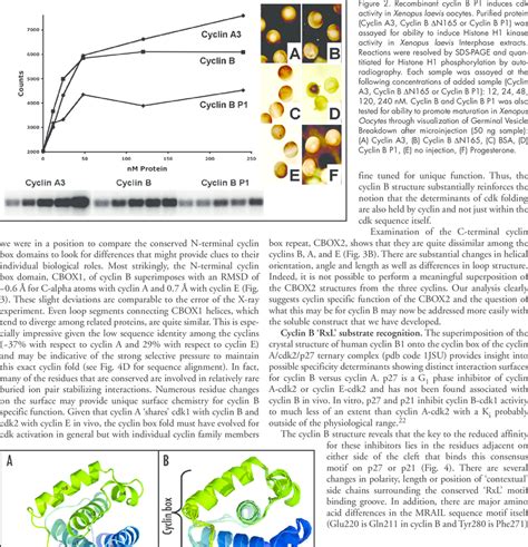 Structure of human cyclin B1. (A) The crystal structure of human cyclin ...