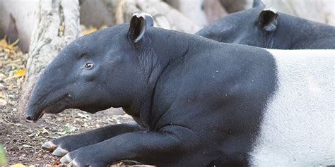 Malayan Tapir - Adelaide Zoo