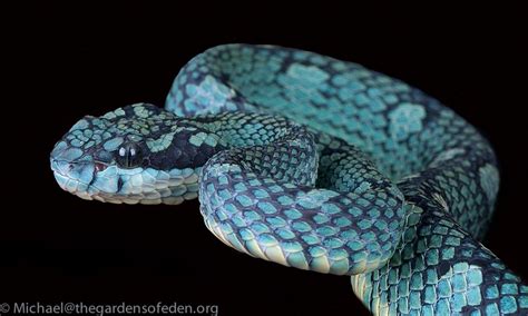 Trimeresurus trigoncephia -Sri Lanka Bamboo Viper by Michael Kern on 500px | Pit viper, Viper ...