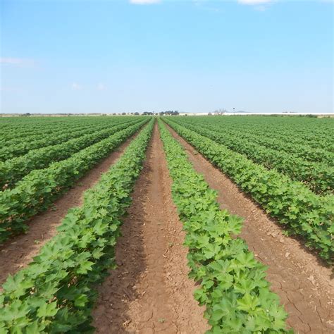 Texas Rolling Plains Agronomy Program | Texas A&M AgriLife Research and ...